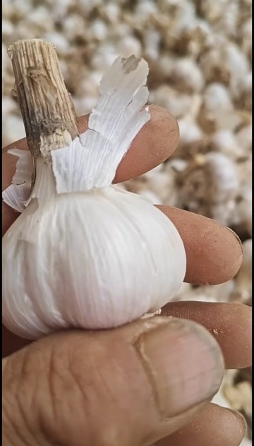 四六辫白蒜，