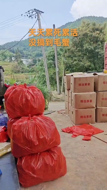 永春县福建德化精品高山黄姜！