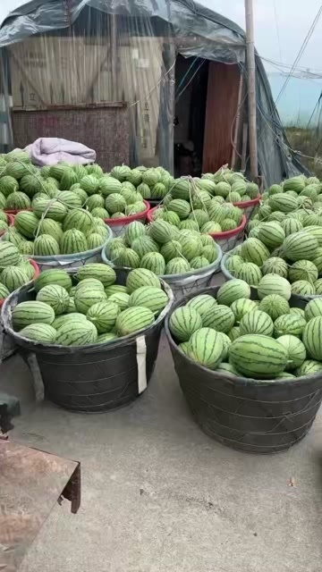 早春红玉小西瓜