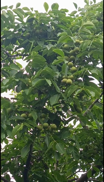 盐边县青皮核桃