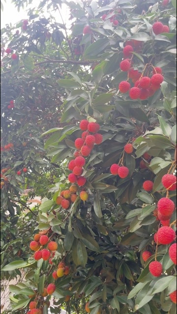 高州市高州荔枝，白蜡，妃子笑，白糖罂，黑叶，桂味！大量上市