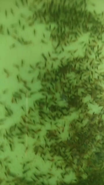 海口澳洲淡水蓝龙虾苗，蓝龙虾苗