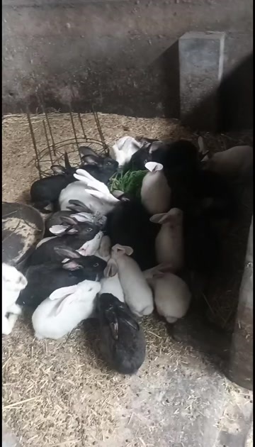 鹤壁兔子