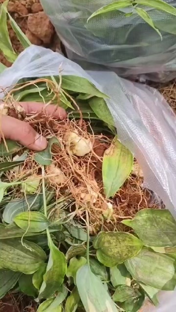 安福县黄精苗