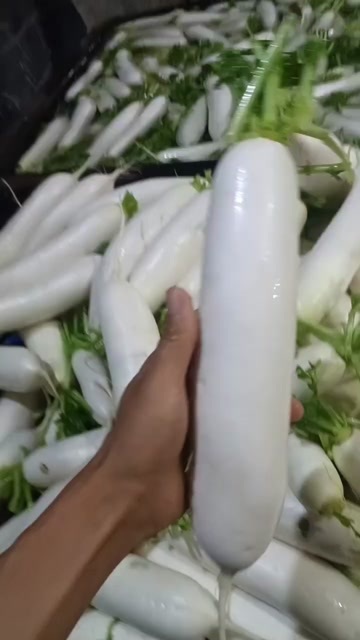 涞水县白萝卜马上开拔