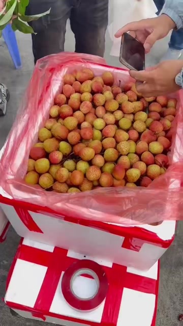 石屏县越南乌红荔枝王