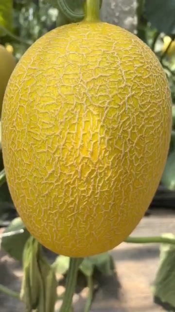 廊坊黄网纹哈密瓜