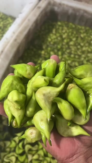 泰州菱角