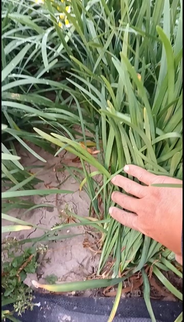 上海新鲜直供上海浦东优质韭菜绿色健康蔬菜