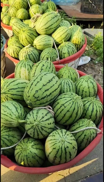早春红玉小西瓜