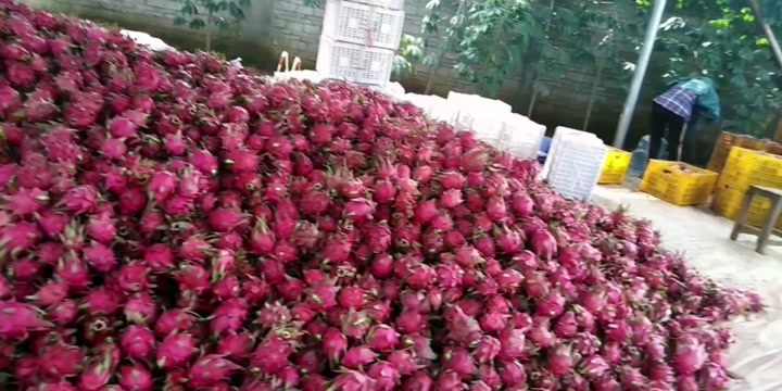 遂溪县代收，代卖火龙果