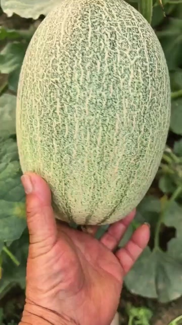 廊坊西州蜜