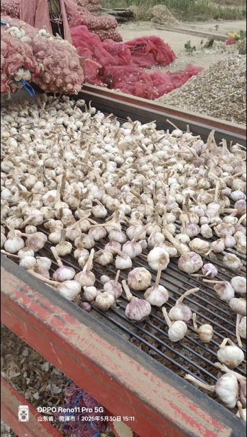 菏泽个头均匀，表皮无机械蒜辣味比较好