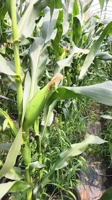 阜阳糯玉米