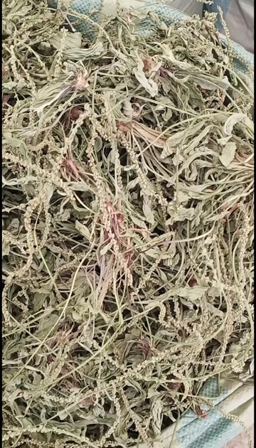 玉林车前草条