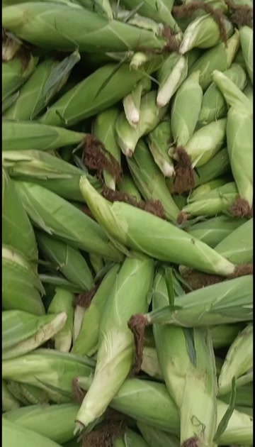 重庆市糯玉米