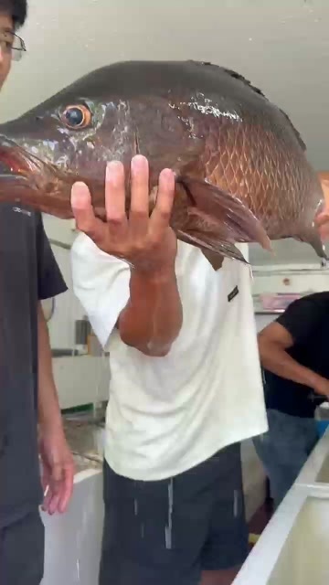 漳州出售各种规格紫红笛鲷，（红油鱼）活鱼打冰。要鲜活也可以！