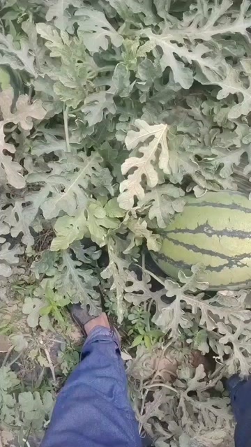 保定路地甜王