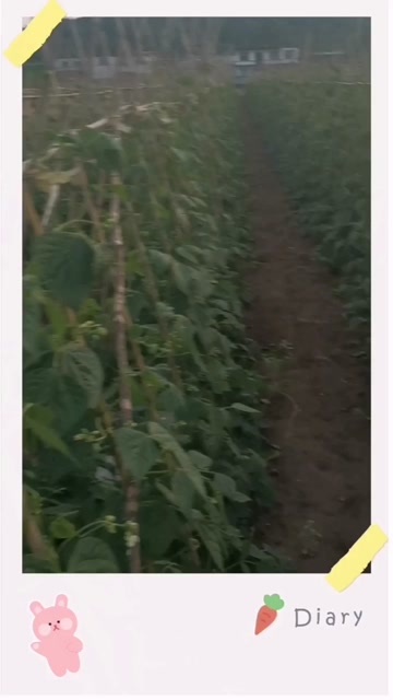 成县成县万亩绿色蔬菜架豆王需要的客户联系我诚信合作代办！