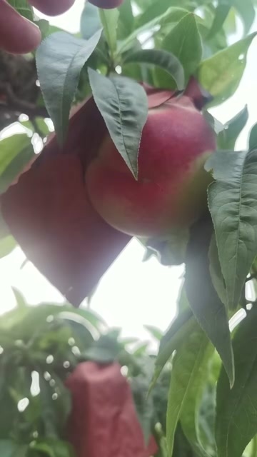 新沂市踢球山水蜜桃 产地直发   需要的老板详谈