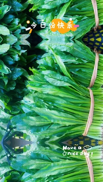 南宁大芫荽大香菜