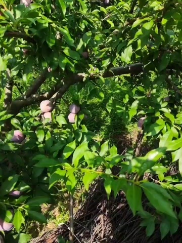 寻乌县江西赣州寻乌自己种植银排三华李，甜脆爽口，开胃不涩口