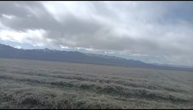山丹县燕麦草