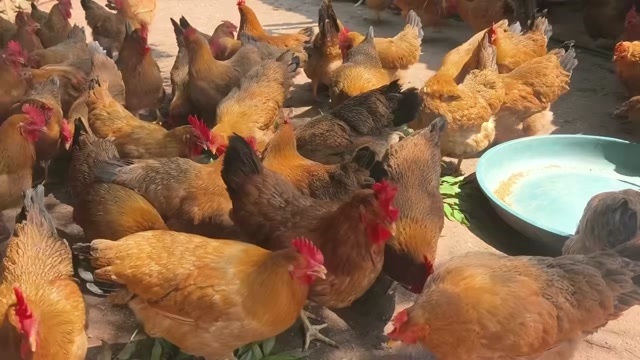 永福县老水土鸡3.56斤  鸡群健康漂亮  黄脚黄肉  老水蛋多