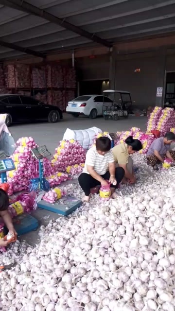 卫辉市河南新乡优质紫皮蒜 批发新鲜大蒜 天然健康可溯源 卫辉发货