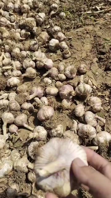 滕州市供应大批量蒜