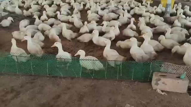 容县广西玉林容县新鲜白鸭活禽有货优质鸭子
