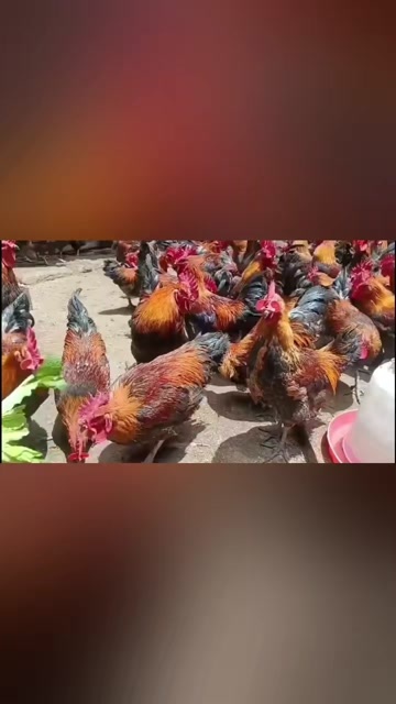 散养鸡