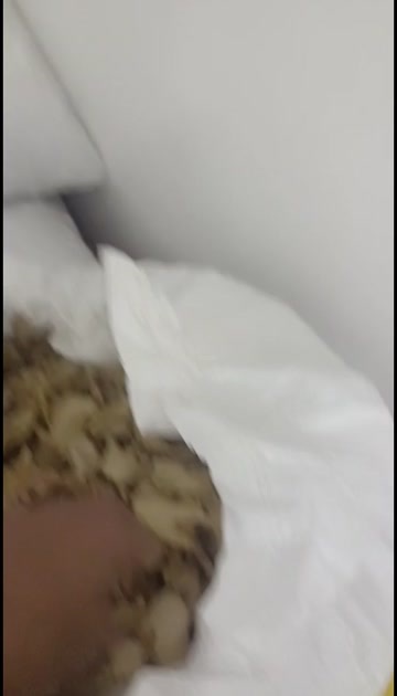 资源县白芨统片，颜色白