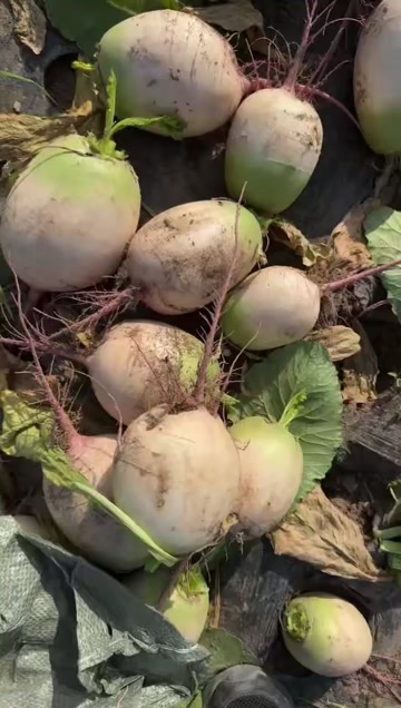永宁县宝玉萝卜，红心萝卜，水果萝卜，南韩萝卜，白萝卜价格美丽，批发
