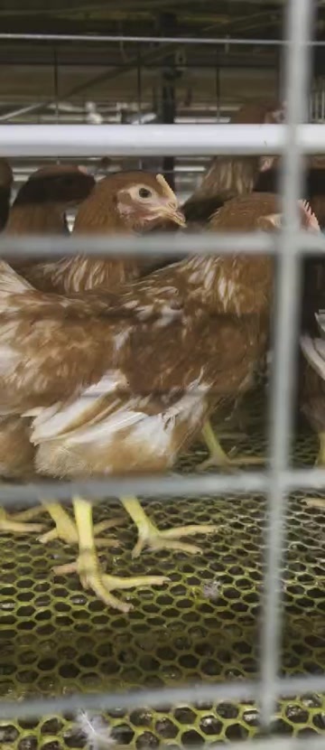 安阳蛋鸡苗，青年鸡脱温鸡活禽家禽批发