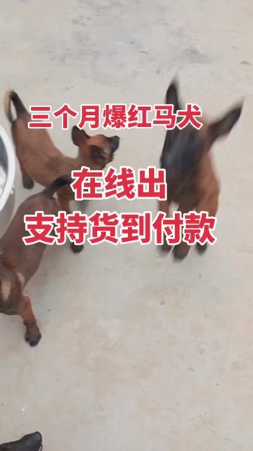 嘉祥县马上三个月的，爆红马犬