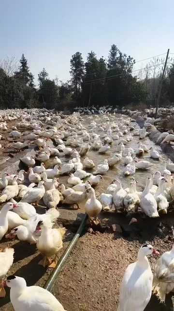 义乌市100天的番鸭公 有需要的来自提