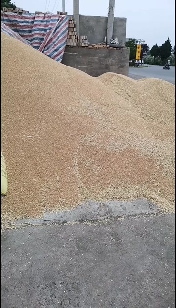 渭南小麦