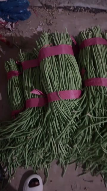 滑县豆角打包带走带走