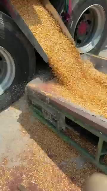 华容县岳阳库内东北一级玉米：质量标准：东北一级玉米，呕吐150