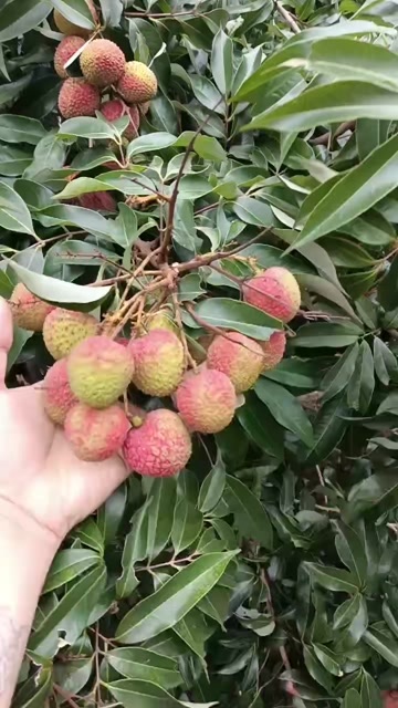 欢迎收罐头果的老板咨询黑叶荔