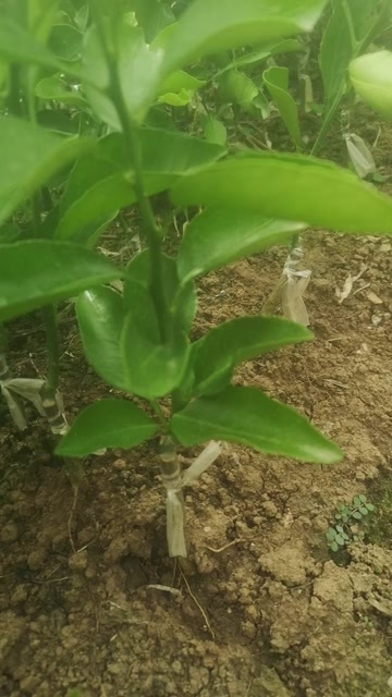 资阳春见（耙耙柑苗）
