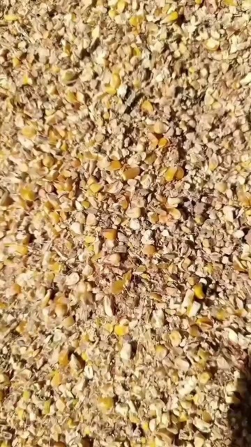 佛山便宜玉米粒