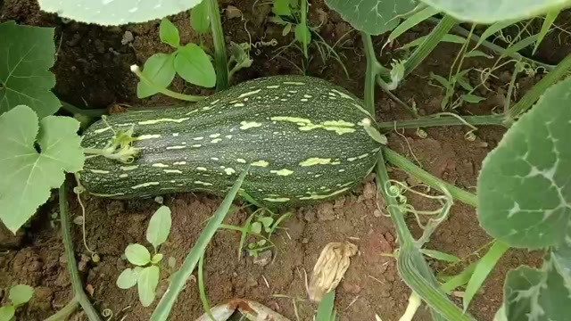 荆门金川密本