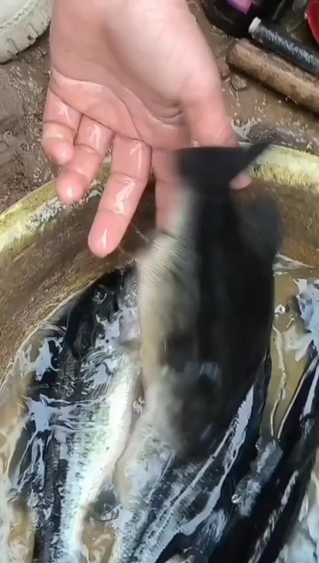 新鲜加州鲈鱼 江苏扬州邗江直发 优质水产批发零售