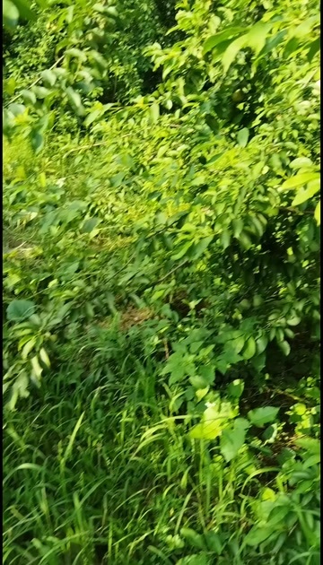 翁源县三华李