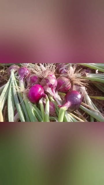 内黄县水果洋葱，底价处理