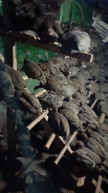 珍珠鸡养殖基地文昌锦山，珍珠鸡肉质细腻营养价值高