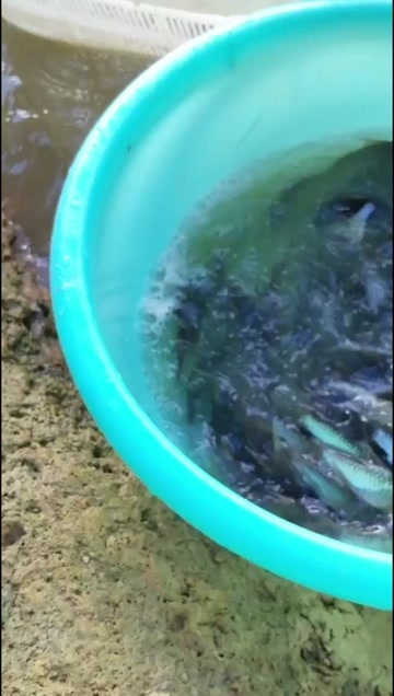南宁优良品种快大青竹鱼苗