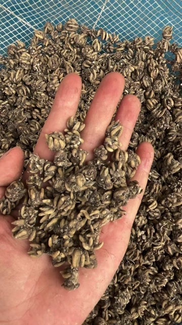 猫爪草，精品水洗猫爪草。快递包邮